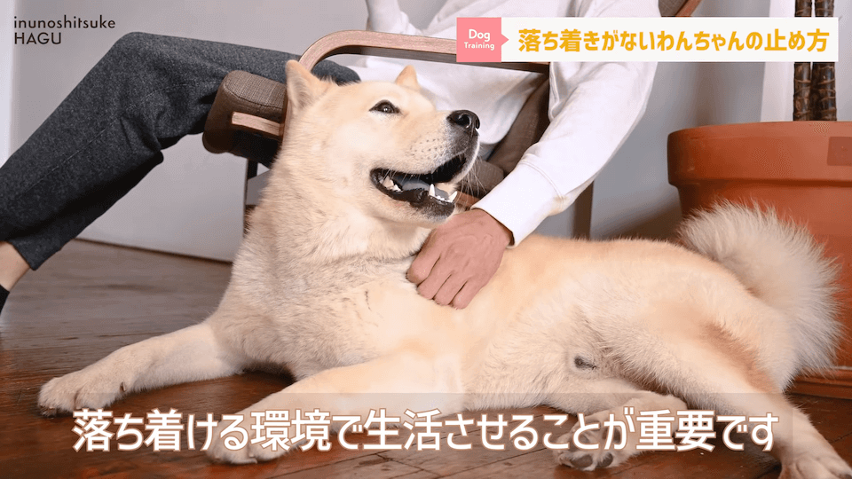 【#育犬ノイローゼ】視聴者さんからの質問に徹底返答！愛犬には適切な〇〇が必要です！