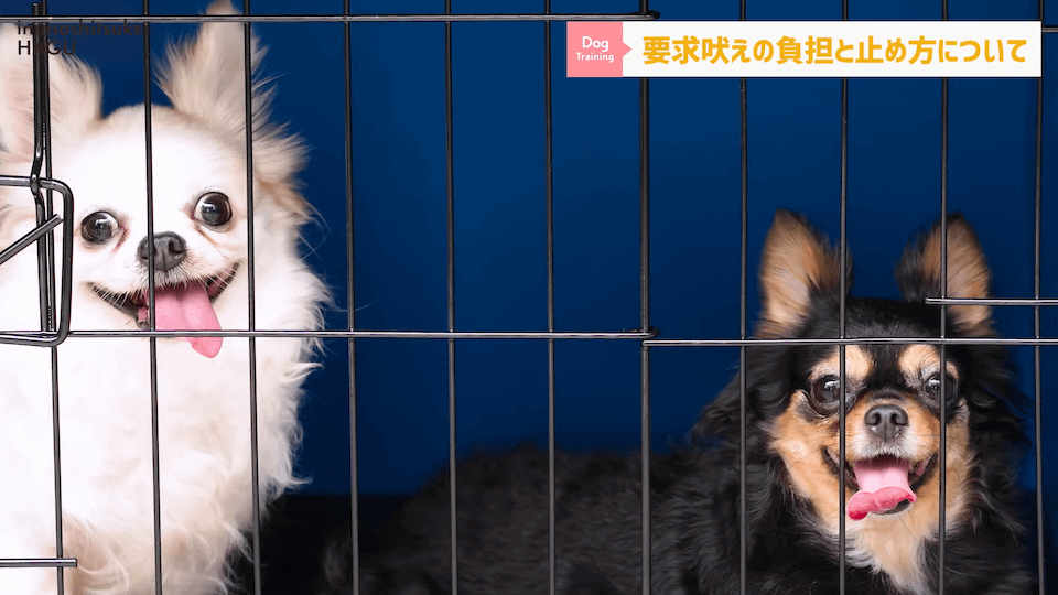 【#育犬ノイローゼ】視聴者さんからの質問に徹底返答！愛犬には適切な〇〇が必要です！