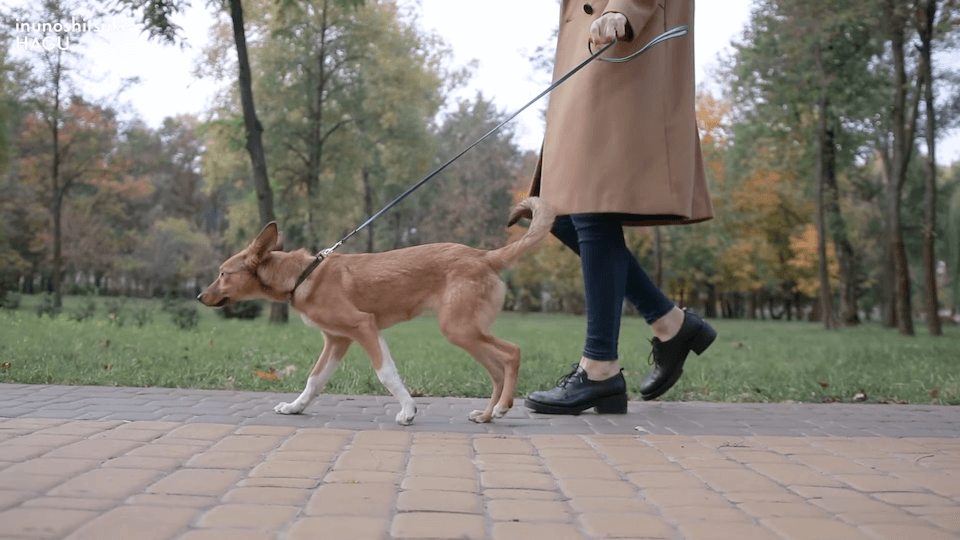 【LINE質問 回答】吠える！舐める！パニック！愛犬の警戒心にはどうすればいいのか悩みに回答！