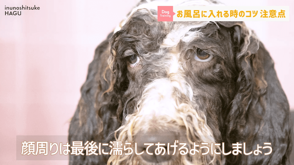 飼い主さんに覚えて欲しい！自宅で愛犬をお風呂に入れる時の注意点！