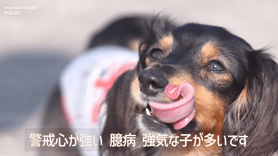 【LINE質問 回答】吠える！舐める！パニック！愛犬の警戒心にはどうすればいいのか悩みに回答！