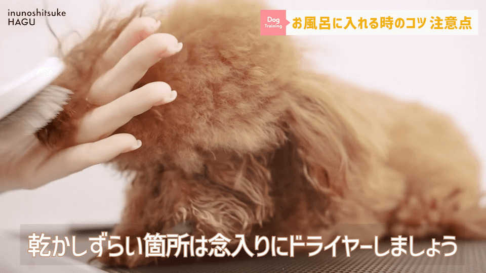 飼い主さんに覚えて欲しい！自宅で愛犬をお風呂に入れる時の注意点！