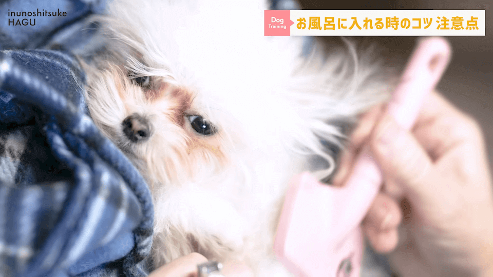 飼い主さんに覚えて欲しい！自宅で愛犬をお風呂に入れる時の注意点！