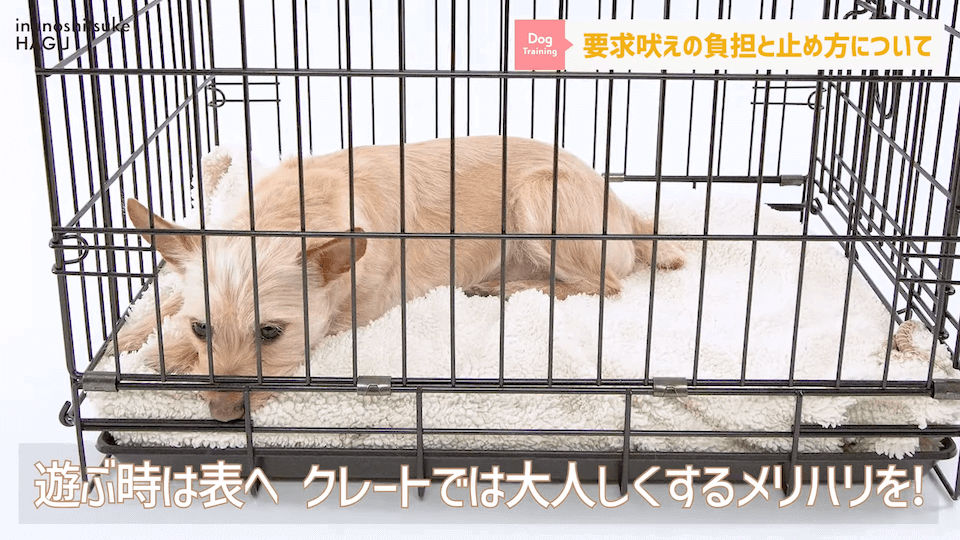 【#育犬ノイローゼ】視聴者さんからの質問に徹底返答！愛犬には適切な〇〇が必要です！