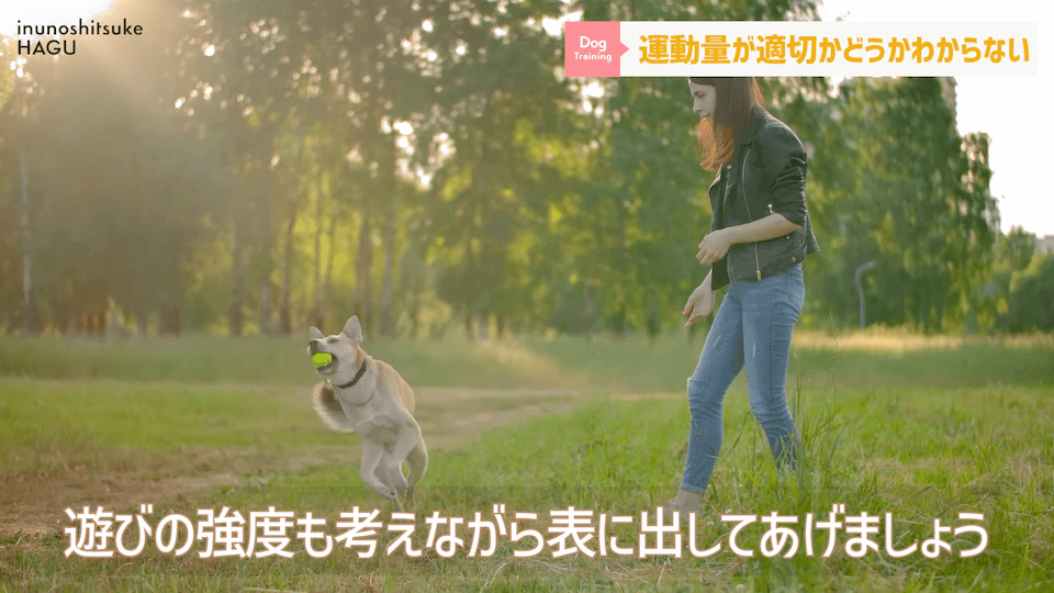 【#育犬ノイローゼ】視聴者さんからの質問に徹底返答！愛犬には適切な〇〇が必要です！