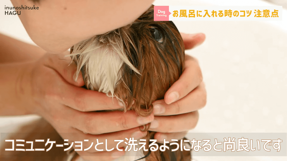 飼い主さんに覚えて欲しい！自宅で愛犬をお風呂に入れる時の注意点！