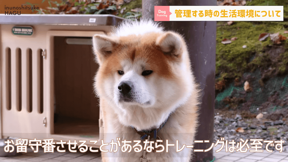 【#育犬ノイローゼ】視聴者さんからの質問に徹底返答！愛犬には適切な〇〇が必要です！