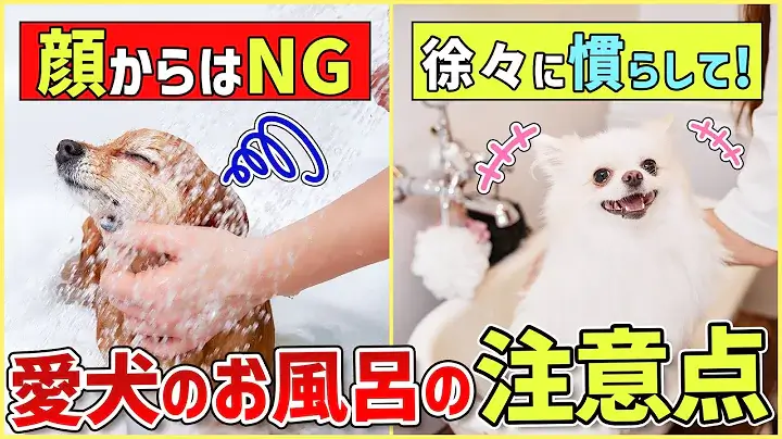 飼い主さんに覚えて欲しい！自宅で愛犬をお風呂に入れる時の注意点！