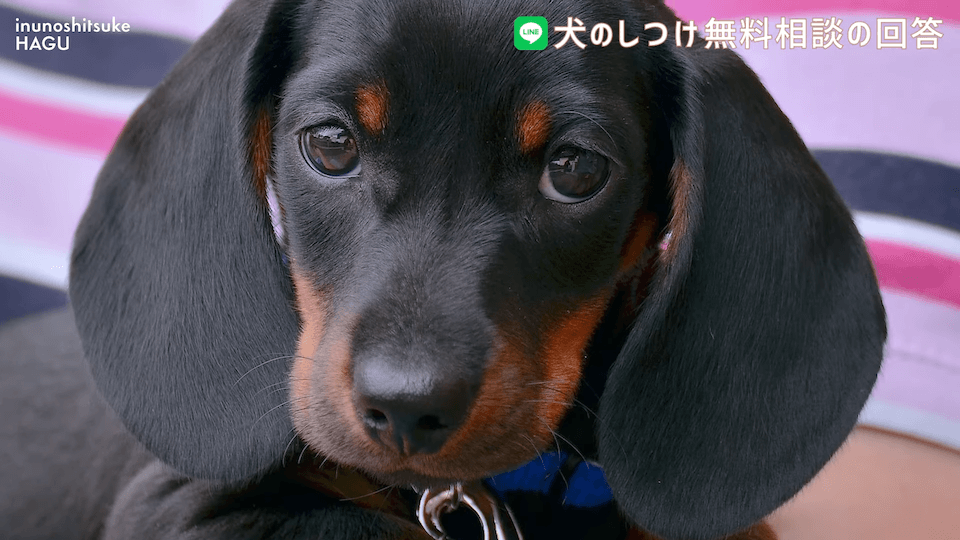 先輩ビーグルが子犬を手繰り寄せる…この行動はもしかして危ない？！