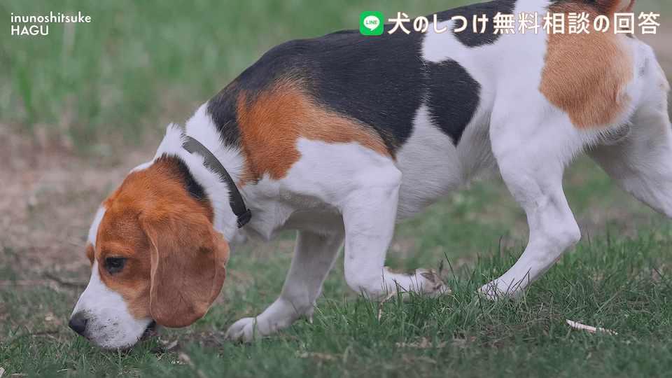 先輩ビーグルが子犬を手繰り寄せる…この行動はもしかして危ない？！