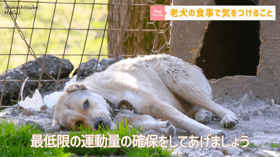 老犬へのご飯は何に気を付ける？ドッグトレーナーが解説します！