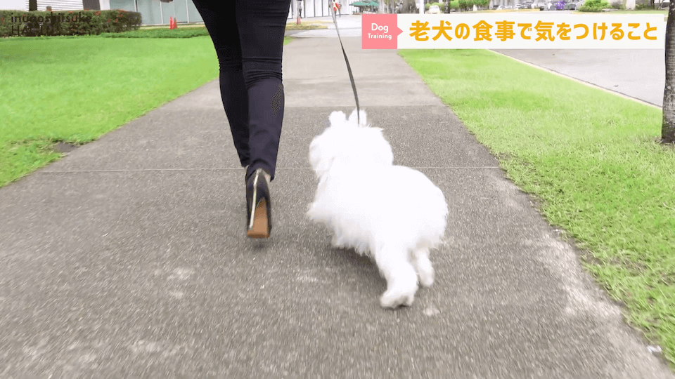 老犬へのご飯は何に気を付ける？ドッグトレーナーが解説します！