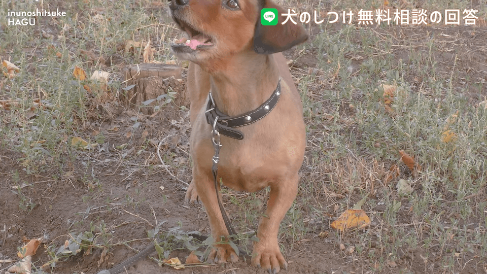 先輩ビーグルが子犬を手繰り寄せる…この行動はもしかして危ない？！