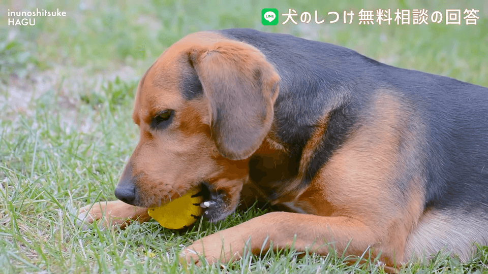 先輩ビーグルが子犬を手繰り寄せる…この行動はもしかして危ない？！