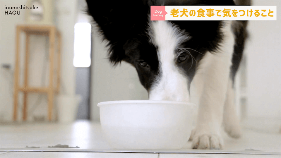 老犬へのご飯は何に気を付ける？ドッグトレーナーが解説します！