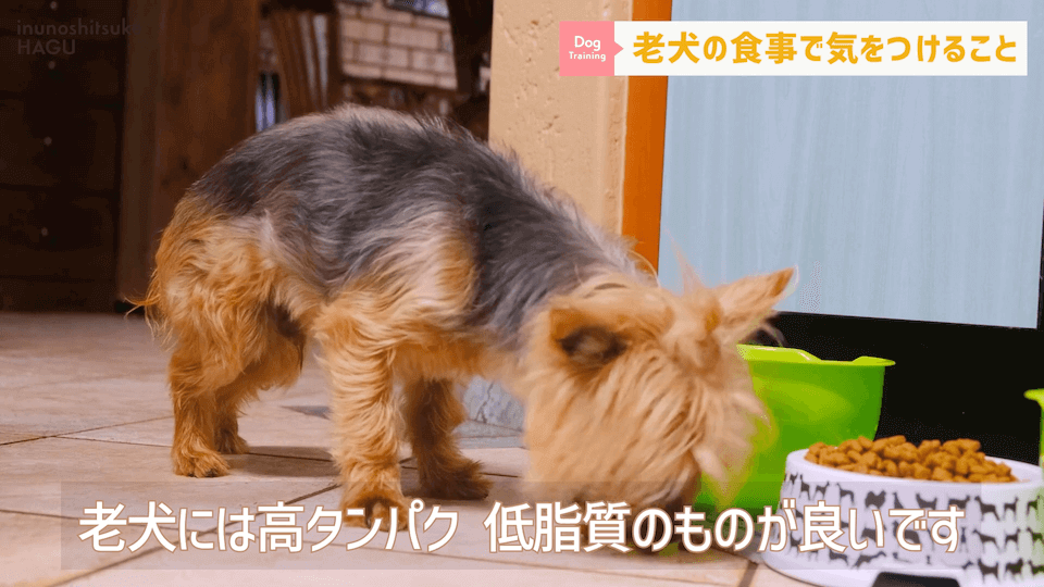 老犬へのご飯は何に気を付ける？ドッグトレーナーが解説します！