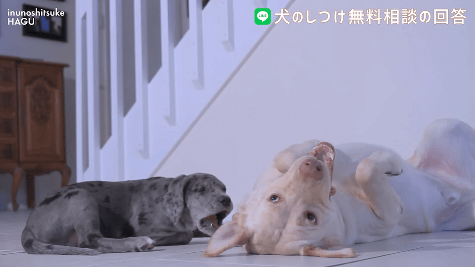 先輩ビーグルが子犬を手繰り寄せる…この行動はもしかして危ない？！