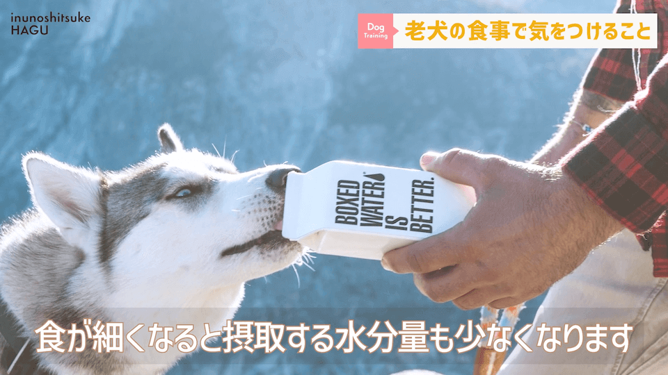 老犬へのご飯は何に気を付ける？ドッグトレーナーが解説します！