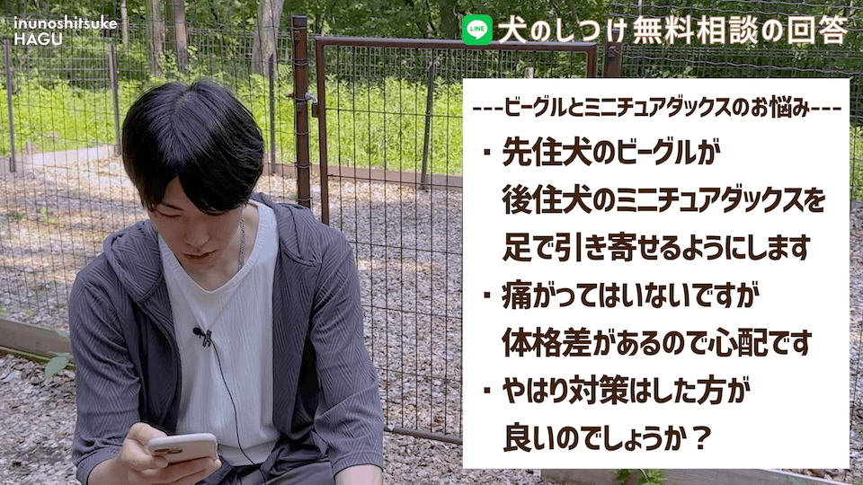 先輩ビーグルが子犬を手繰り寄せる…この行動はもしかして危ない？！