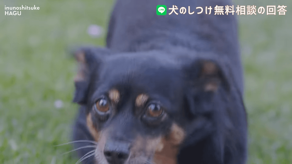 先輩ビーグルが子犬を手繰り寄せる…この行動はもしかして危ない？！