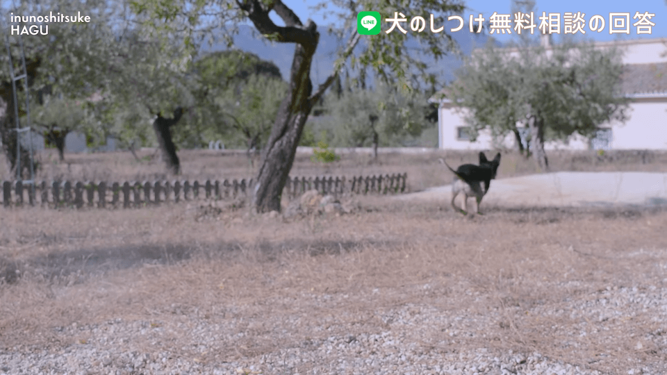 先輩ビーグルが子犬を手繰り寄せる…この行動はもしかして危ない？！