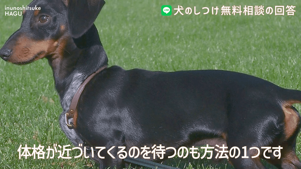 先輩ビーグルが子犬を手繰り寄せる…この行動はもしかして危ない？！