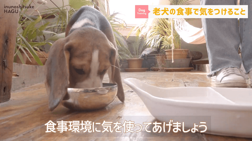 老犬へのご飯は何に気を付ける？ドッグトレーナーが解説します！