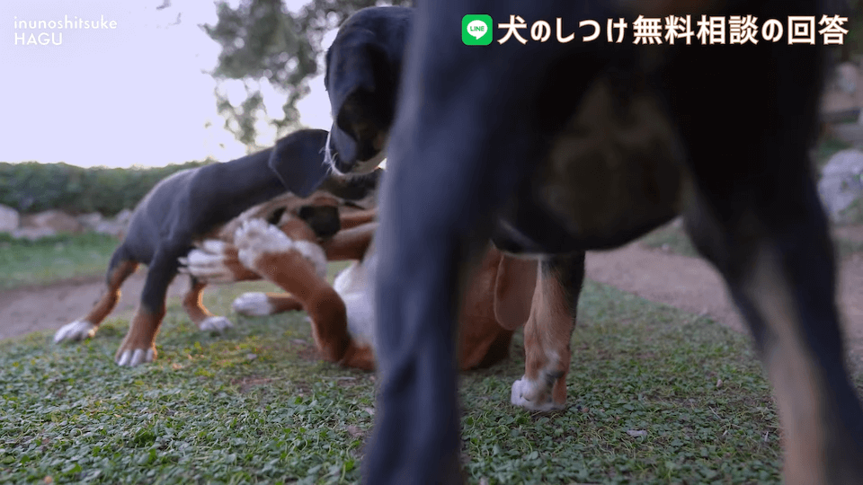 先輩ビーグルが子犬を手繰り寄せる…この行動はもしかして危ない？！