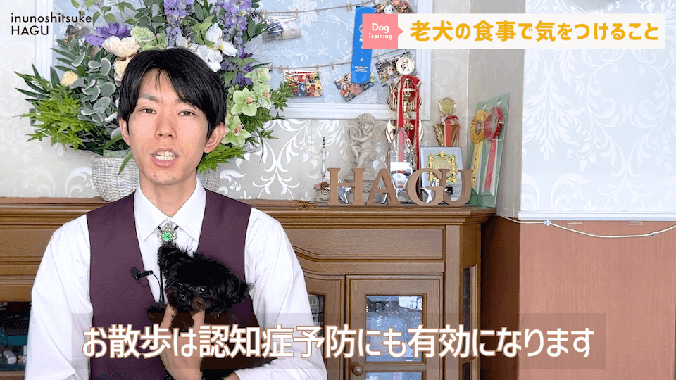 老犬へのご飯は何に気を付ける？ドッグトレーナーが解説します！