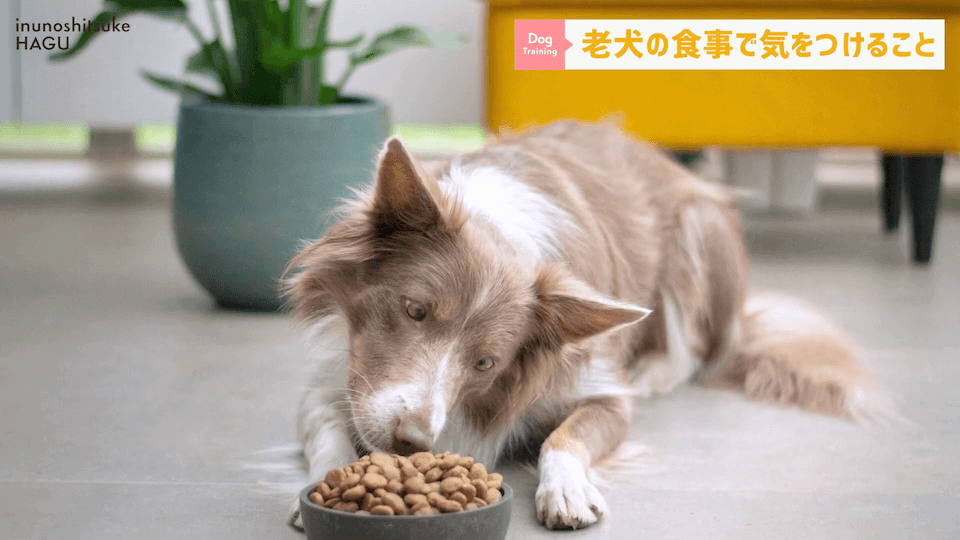 老犬へのご飯は何に気を付ける？ドッグトレーナーが解説します！