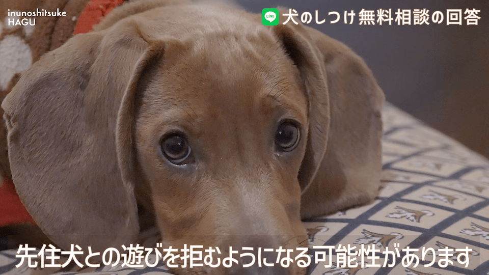 先輩ビーグルが子犬を手繰り寄せる…この行動はもしかして危ない？！