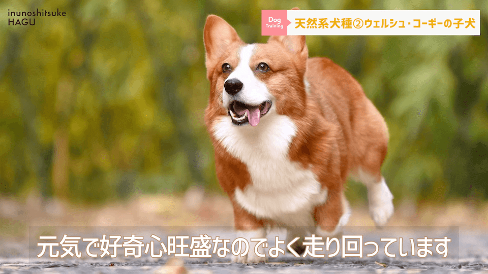 【ぽんこつ】ドッグトレーナーが選ぶ天然系な犬種 3選！