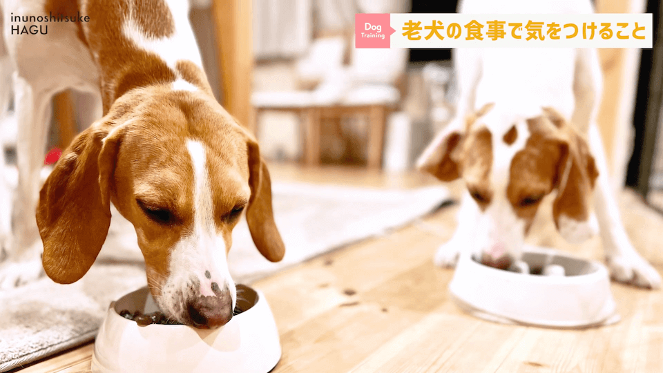 老犬へのご飯は何に気を付ける？ドッグトレーナーが解説します！