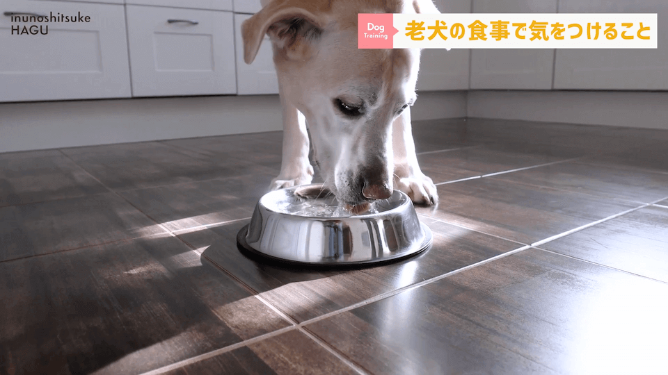 老犬へのご飯は何に気を付ける？ドッグトレーナーが解説します！