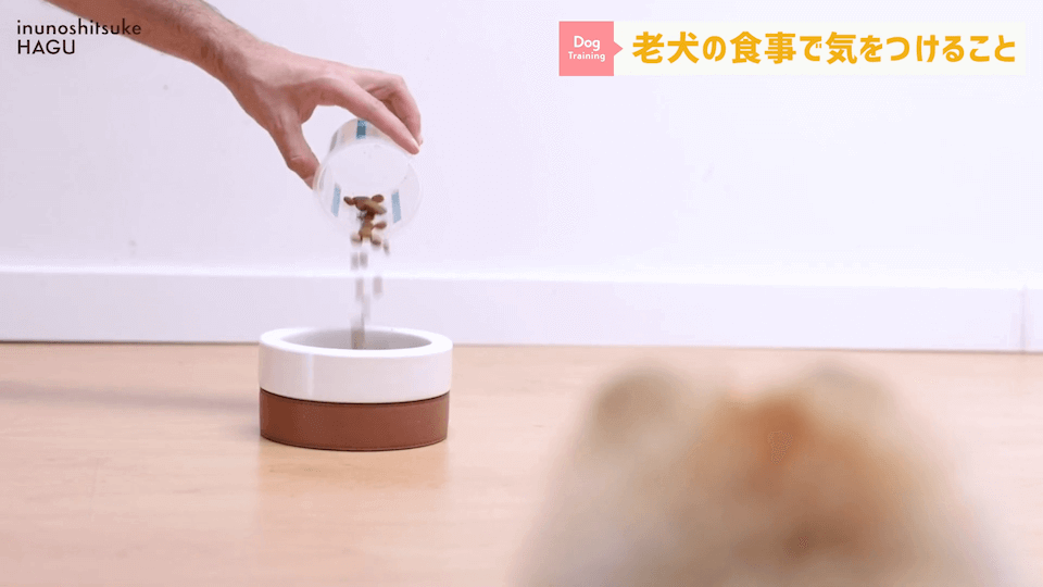 老犬へのご飯は何に気を付ける？ドッグトレーナーが解説します！