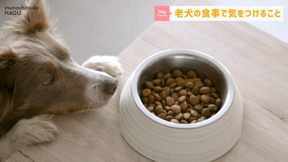 老犬へのご飯は何に気を付ける？ドッグトレーナーが解説します！