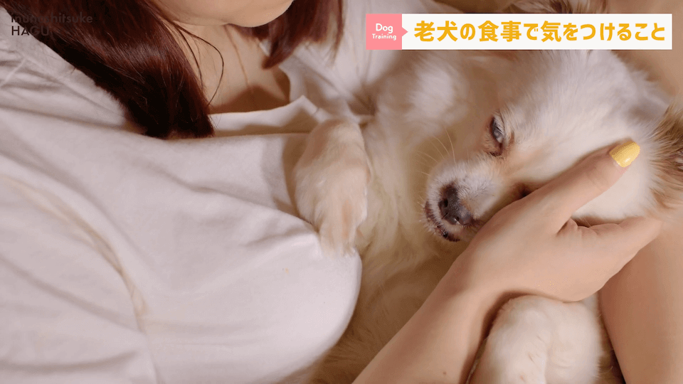 老犬へのご飯は何に気を付ける？ドッグトレーナーが解説します！