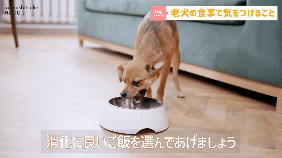 老犬へのご飯は何に気を付ける？ドッグトレーナーが解説します！