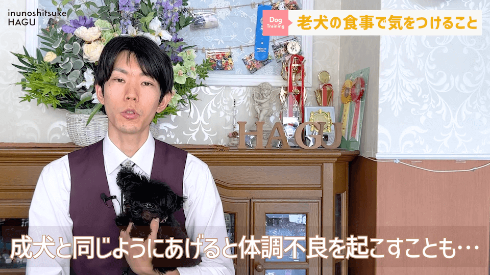 老犬へのご飯は何に気を付ける？ドッグトレーナーが解説します！