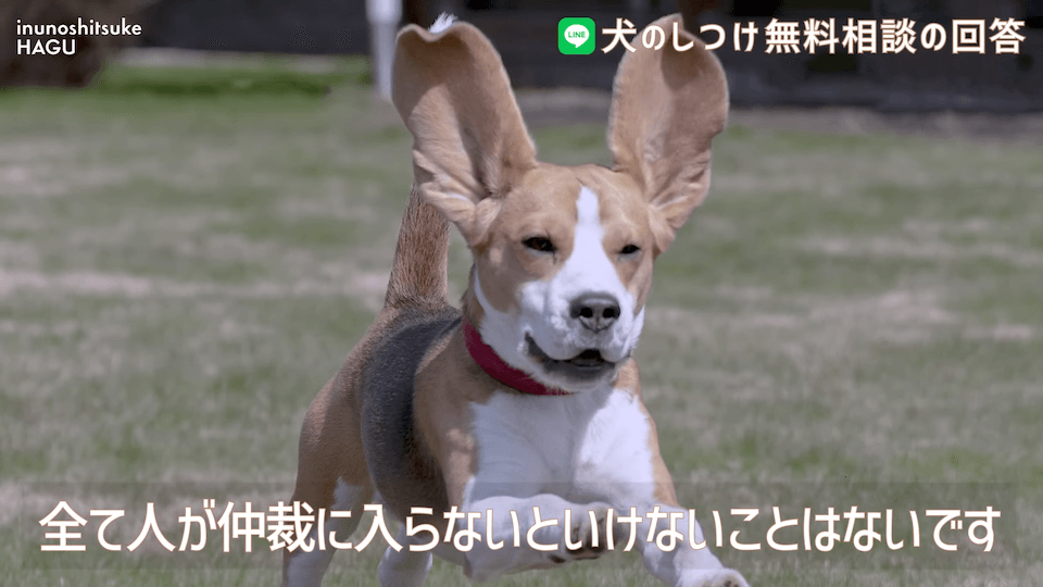 先輩ビーグルが子犬を手繰り寄せる…この行動はもしかして危ない？！