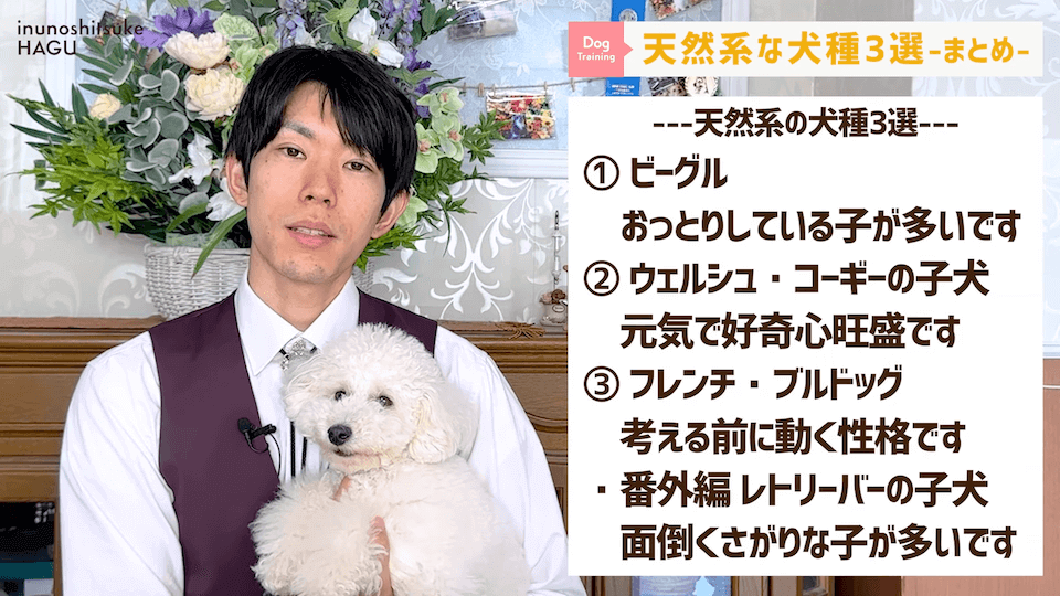 【ぽんこつ】ドッグトレーナーが選ぶ天然系な犬種 3選！