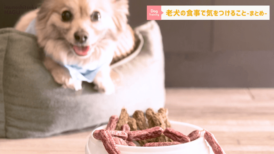 老犬へのご飯は何に気を付ける？ドッグトレーナーが解説します！