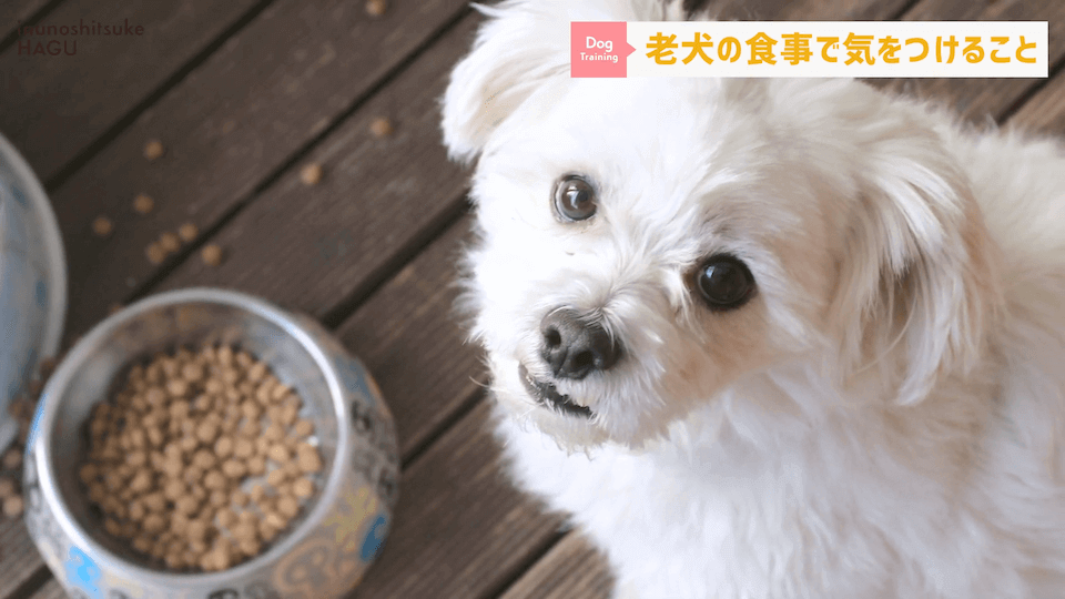 老犬へのご飯は何に気を付ける？ドッグトレーナーが解説します！