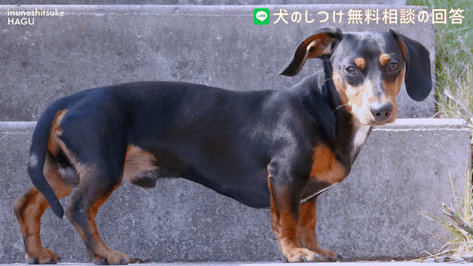 先輩ビーグルが子犬を手繰り寄せる…この行動はもしかして危ない？！