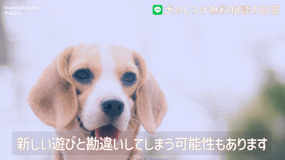 先輩ビーグルが子犬を手繰り寄せる…この行動はもしかして危ない？！