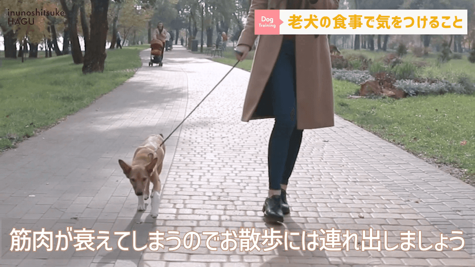 老犬へのご飯は何に気を付ける？ドッグトレーナーが解説します！