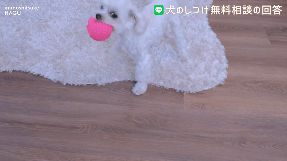 先輩ビーグルが子犬を手繰り寄せる…この行動はもしかして危ない？！