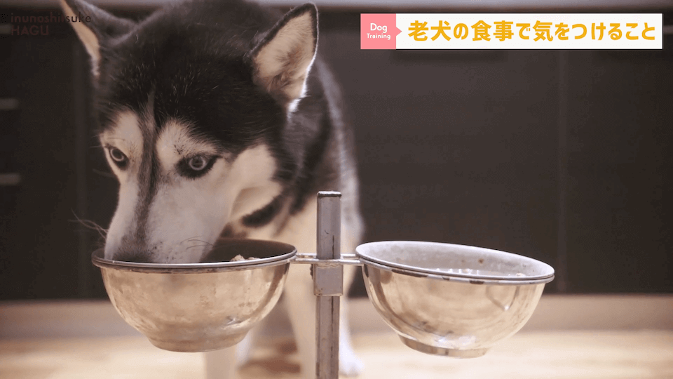 老犬へのご飯は何に気を付ける？ドッグトレーナーが解説します！