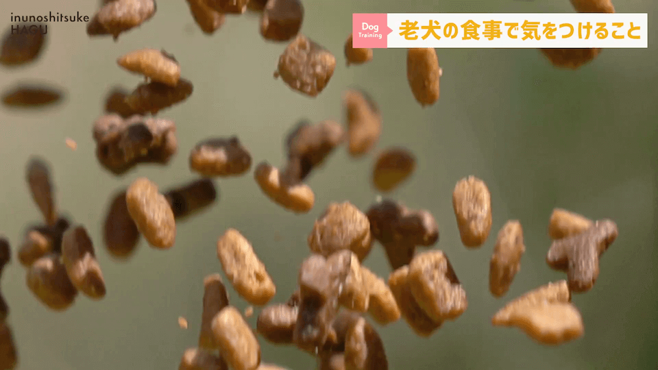 老犬へのご飯は何に気を付ける？ドッグトレーナーが解説します！