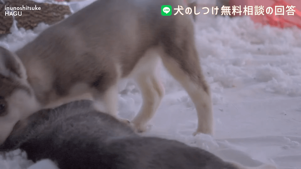 先輩ビーグルが子犬を手繰り寄せる…この行動はもしかして危ない？！